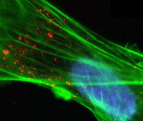 Immunofluorescence staining